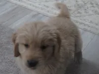 Tyson - Champion Line, a male Golden Retriever for sale in Mechanicsville, MD – Photo 4 of 8