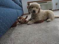Tyson - Champion Line, a male Golden Retriever for sale in Mechanicsville, MD – Photo 5 of 8