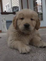 Tyson - Champion Line, a male Golden Retriever for sale in Mechanicsville, MD – Photo 1 of 8