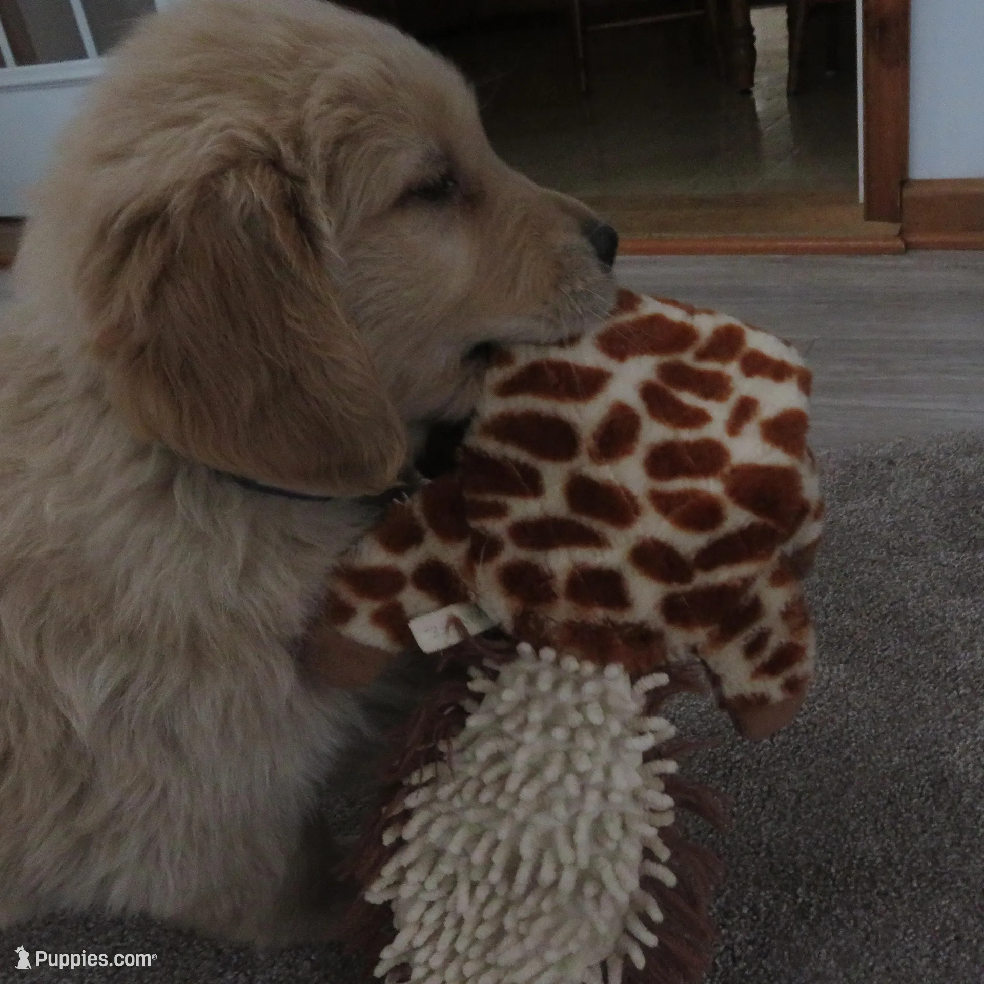 Tyson - Champion Line, a male Golden Retriever for sale in Mechanicsville, MD – Photo 3 of 8