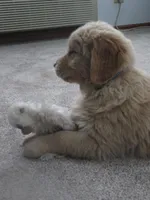 Tyson - Champion Line, a male Golden Retriever for sale in Mechanicsville, MD – Photo 7 of 8