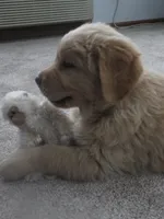 Tyson - Champion Line, a male Golden Retriever for sale in Mechanicsville, MD – Photo 6 of 8