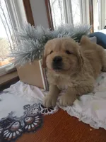 Joey - Champion Line, a male Golden Retriever for sale in Mechanicsville, MD – Photo 10 of 10