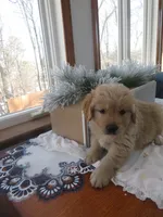 Joey - Champion Line, a male Golden Retriever for sale in Mechanicsville, MD – Photo 9 of 10