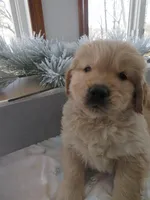 Joey - Champion Line, a male Golden Retriever for sale in Mechanicsville, MD – Photo 2 of 10
