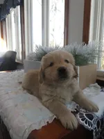 Joey - Champion Line, a male Golden Retriever for sale in Mechanicsville, MD – Photo 7 of 10