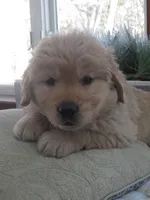 Joey - Champion Line, a male Golden Retriever for sale in Mechanicsville, MD – Photo 5 of 10