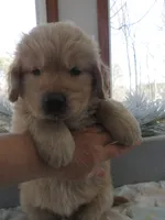 Joey - Champion Line, a male Golden Retriever for sale in Mechanicsville, MD – Photo 3 of 10