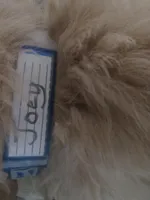 Joey - Champion Line, a male Golden Retriever for sale in Mechanicsville, MD – Photo 8 of 10