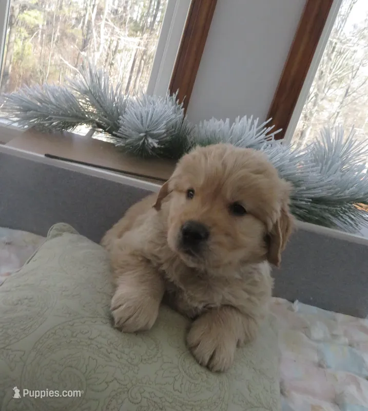 Joey - Champion Line