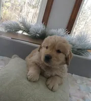 Joey - Champion Line, a male Golden Retriever for sale in Mechanicsville, MD – Photo 1 of 10