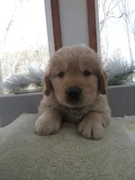 Joey - Champion Line, a male Golden Retriever for sale in Mechanicsville, MD – Photo 6 of 10