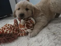 Lincoln - Champion Line, a male Golden Retriever for sale in Mechanicsville, MD – Photo 5 of 9
