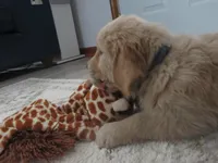 Lincoln - Champion Line, a male Golden Retriever for sale in Mechanicsville, MD – Photo 9 of 9