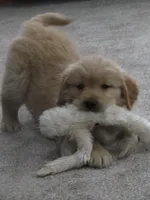 Lincoln - Champion Line, a male Golden Retriever for sale in Mechanicsville, MD – Photo 3 of 9