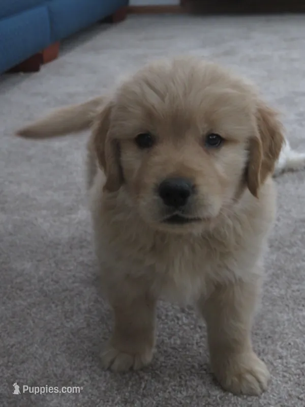 Lincoln - Champion Line