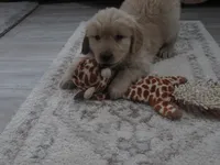 Lincoln - Champion Line, a male Golden Retriever for sale in Mechanicsville, MD – Photo 6 of 9