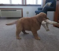 THEO - Champion Line, a male Golden Retriever for sale in Mechanicsville, MD – Photo 2 of 10