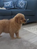 THEO - Champion Line, a male Golden Retriever for sale in Mechanicsville, MD – Photo 10 of 10