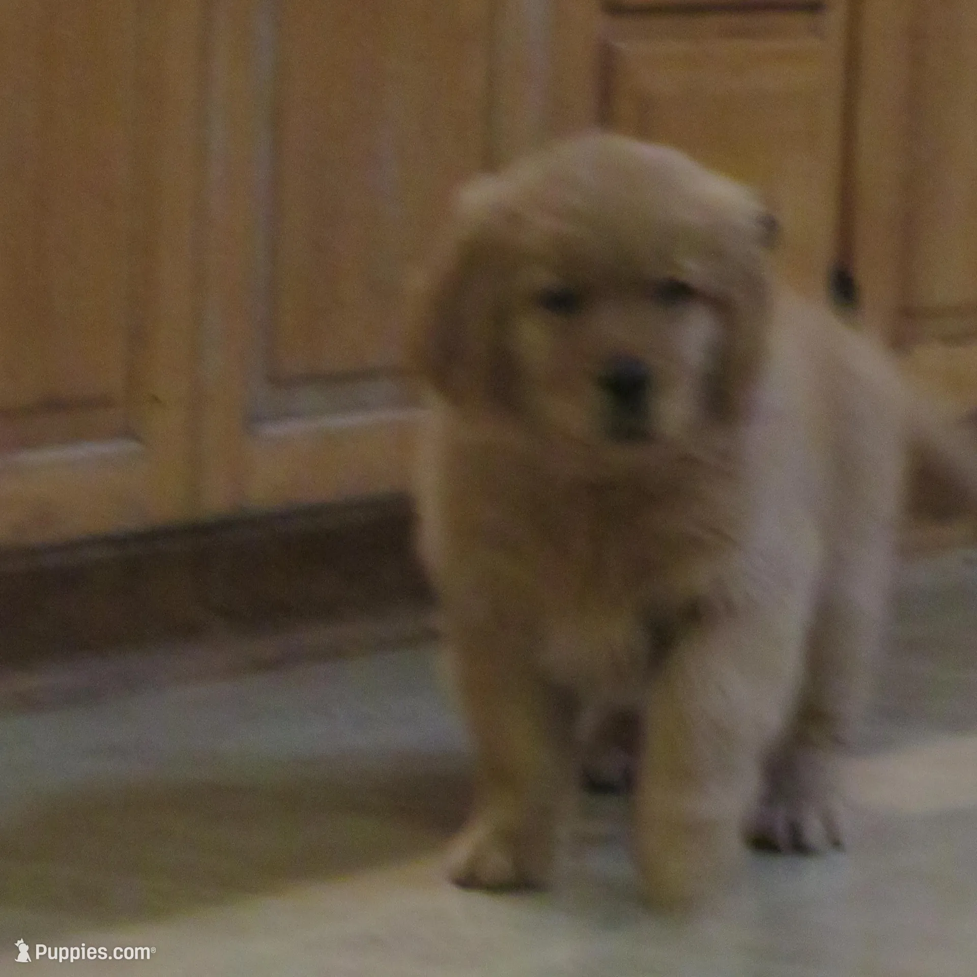 THEO - Champion Line