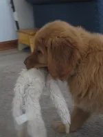 THEO - Champion Line, a male Golden Retriever for sale in Mechanicsville, MD – Photo 5 of 10