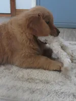 THEO - Champion Line, a male Golden Retriever for sale in Mechanicsville, MD – Photo 6 of 10