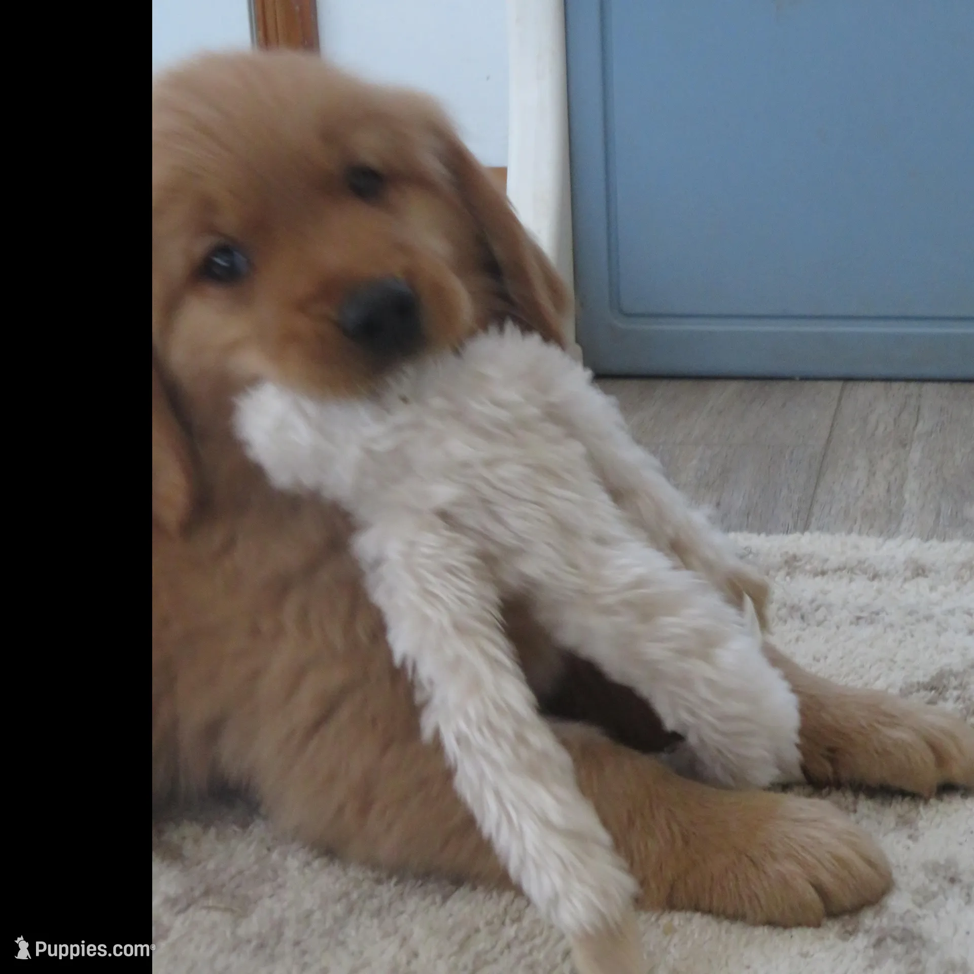 THEO - Champion Line, a male Golden Retriever for sale in Mechanicsville, MD – Photo 8 of 10