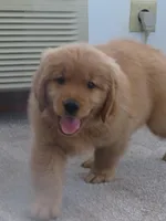 THEO - Champion Line, a male Golden Retriever for sale in Mechanicsville, MD – Photo 1 of 10