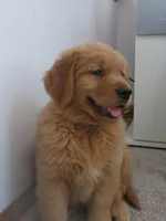 THEO - Champion Line, a male Golden Retriever for sale in Mechanicsville, MD – Photo 4 of 10