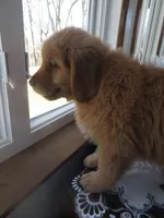 THEO - Champion Line, a male Golden Retriever for sale in Mechanicsville, MD – Photo 9 of 10