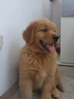 THEO - Champion Line, a male Golden Retriever for sale in Mechanicsville, MD – Photo 3 of 10