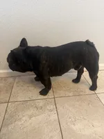Kane, a male French Bulldog for sale in Denver, CO – 2 of 2