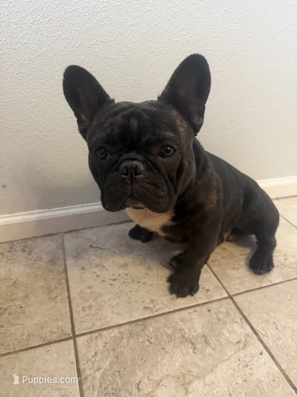 Kane – French Bulldog puppy for sale in Denver, CO