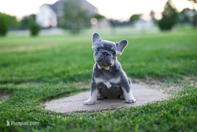 Juniper – French Bulldog puppy for sale in Blue Ridge, TX