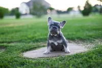 Juniper, a female French Bulldog for sale in Blue Ridge, TX – 1 of 4