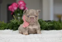 OPAL, a female French Bulldog for sale in Blue Ridge, TX – 3 of 5
