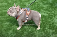 Koda & Toby Kieth, a  French Bulldog for sale in Blue Ridge, TX – 6 of 9
