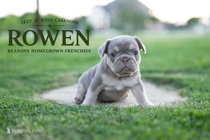 ROWEN – French Bulldog puppy for sale in Blue Ridge, TX