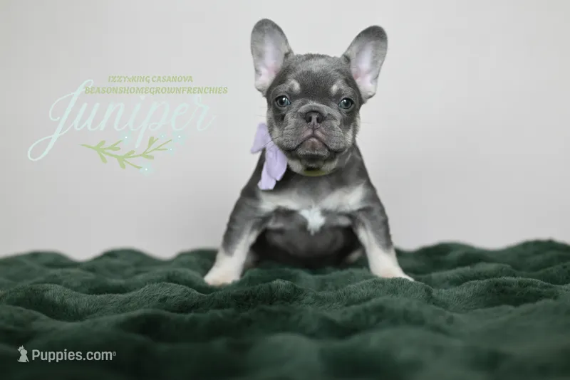Juniper – French Bulldog puppy for sale in Blue Ridge, TX