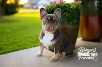Koda & Toby Kieth, a  French Bulldog for sale in Blue Ridge, TX – 7 of 9