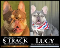 PEARL, a female French Bulldog for sale in Blue Ridge, TX – 6 of 6