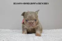 OPAL, a female French Bulldog for sale in Blue Ridge, TX – 2 of 5