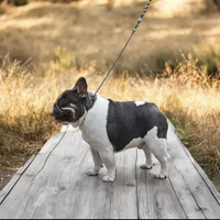 Koda & Toby Kieth, a  French Bulldog for sale in Blue Ridge, TX – 5 of 9