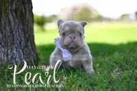 PEARL, a female French Bulldog for sale in Blue Ridge, TX – 3 of 6