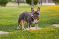 Koda & Toby Kieth, a  French Bulldog for sale in Blue Ridge, TX – 8 of 9