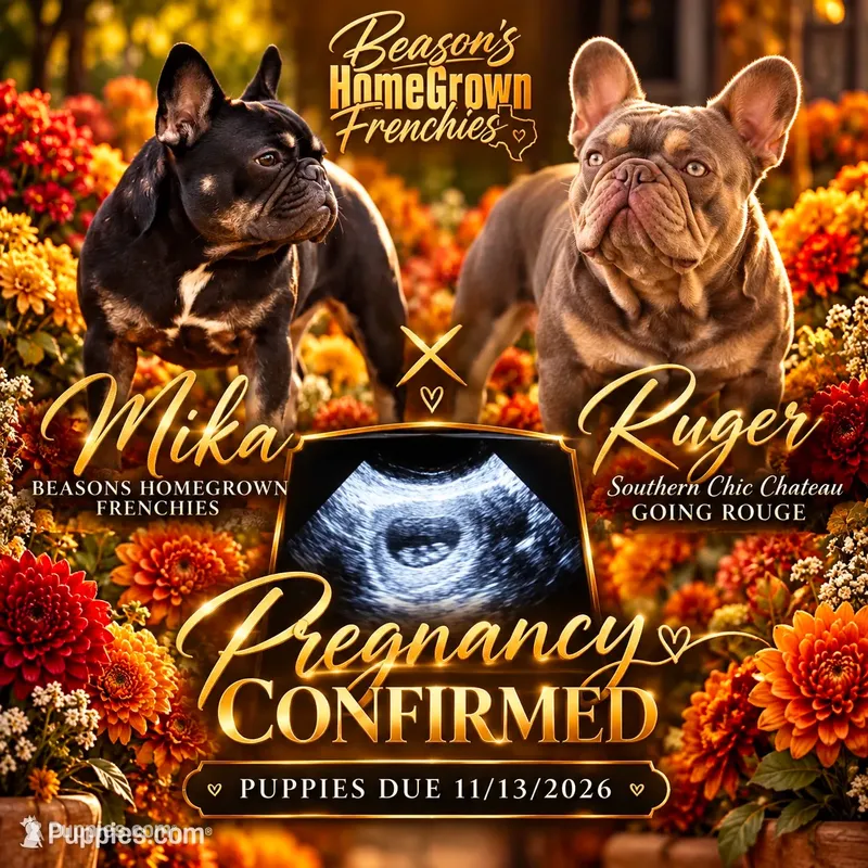 Mika & Ruger – French Bulldog puppy for sale in Blue Ridge, TX