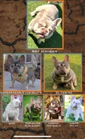 Izzy & 8 Track, a  French Bulldog for sale in Blue Ridge, TX – 7 of 10