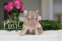 PEARL, a female French Bulldog for sale in Blue Ridge, TX – 2 of 6