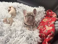 Koda & Toby Kieth, a  French Bulldog for sale in Blue Ridge, TX – 4 of 9