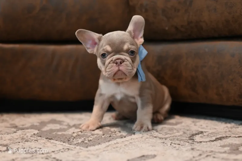ROWEN – French Bulldog puppy for sale in Blue Ridge, TX